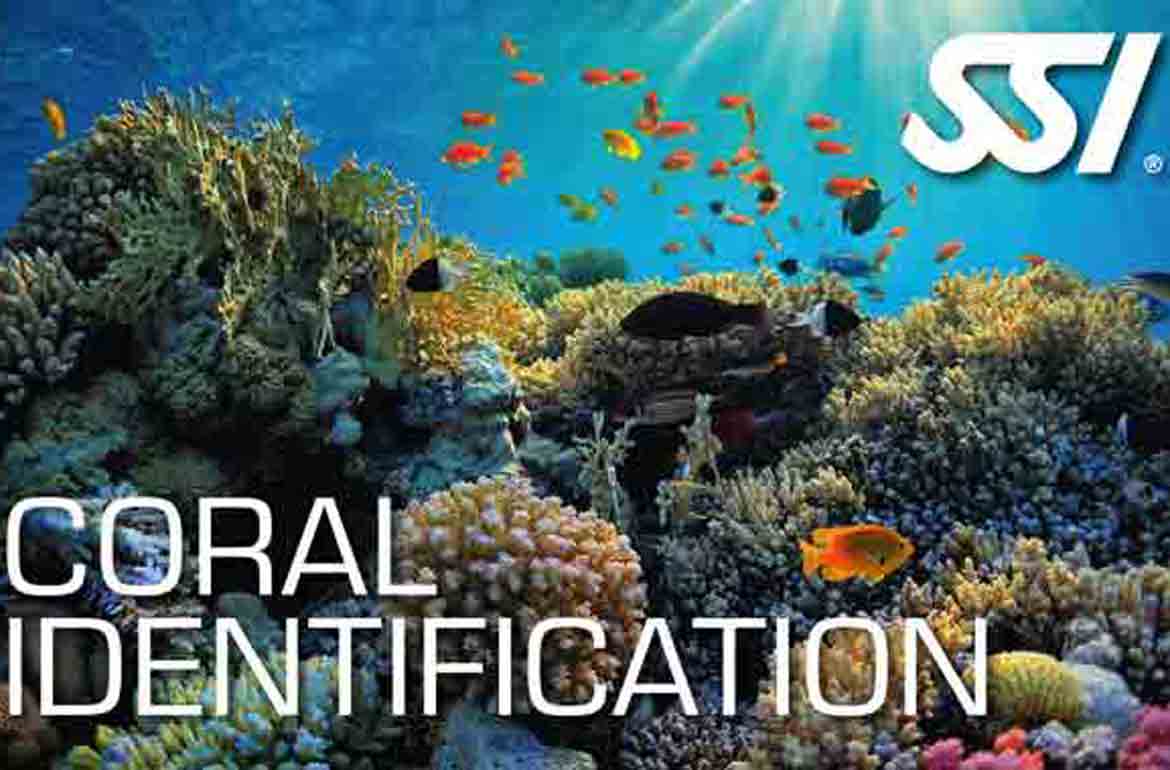 SSI Coral Identification