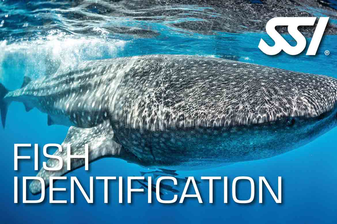 SSI Fish Identification