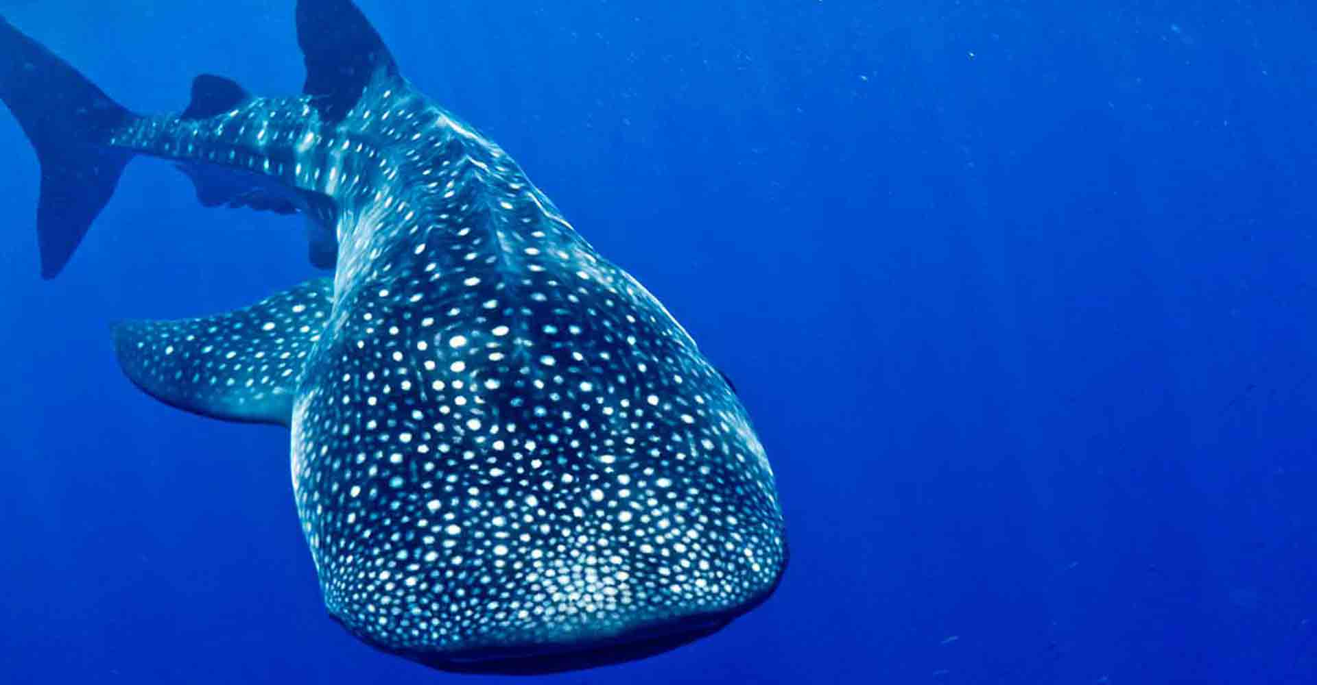 whaleshark